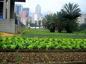 urban-garden-caracas